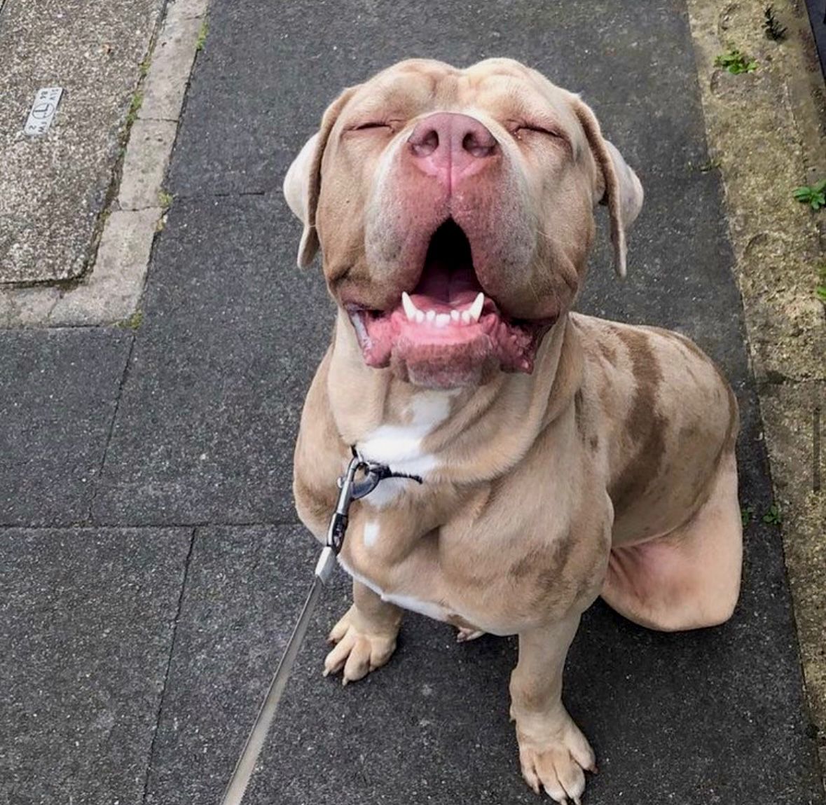 The Pet Person team with happy pets